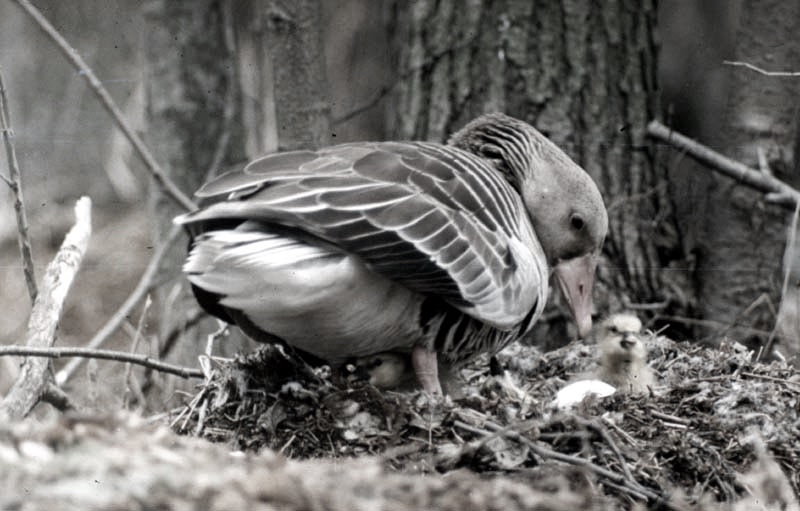 Vgel Waldvgel Naturfotografie